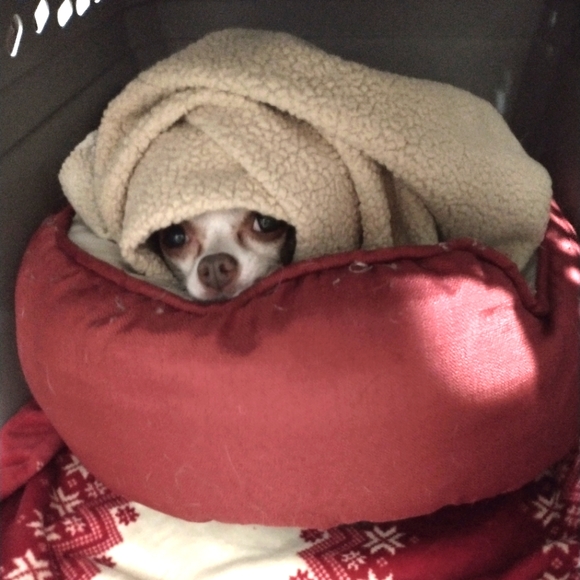 Other - Foster dogs!